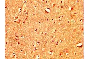 IHC image of ABIN7171314 diluted at 1:400 and staining in paraffin-embedded human brain tissue performed on a Leica BondTM system. (TBX3 anticorps  (AA 297-479))