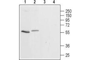 Western blot analysis of rat (lanes 1 and 3) and mouse (lanes 2 and 4) brain lysates: - 1,2. (Serotonin Receptor 3A anticorps  (2nd Cytoplasmic Loop))