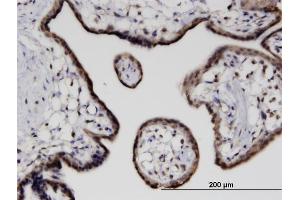 Immunoperoxidase of monoclonal antibody to CITED4 on formalin-fixed paraffin-embedded human placenta.