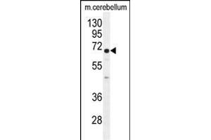 UGT8 antibody (Center) (ABIN655577 and ABIN2845071) western blot analysis in mouse cerebellum tissue lysates (35 μg/lane). (UGT8 anticorps  (AA 366-393))