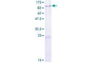 Image no. 1 for Aspartyl-tRNA Synthetase 2, Mitochondrial (DARS2) (AA 1-645) protein (GST tag) (ABIN1351119)