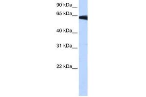 PIGW antibody used at 0. (PIGW anticorps  (Middle Region))