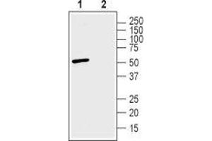 Western blot analysis of human SH-SY5Y neuroblastoma cell lysate:1. (Solute Carrier Family 30 (Zinc Transporter), Member 3 (Slc30a3) Peptide)