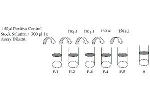 EPH Receptor B2 (EPHB2) ELISA Kit