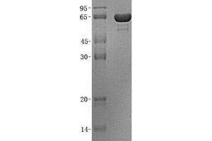Validation with Western Blot