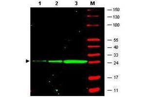 Western Blot of monoclonal anti-GFP antibody. (GFP anticorps  (AA 246))