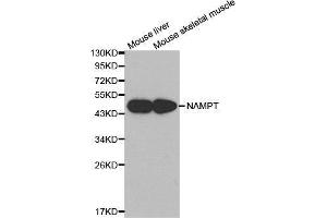 Western blot analysis of extracts of various cell lines, using NAMPT antibody. (NAMPT anticorps  (AA 1-280))