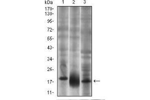 Western blot analysis using THY1 mouse mAb against T47D (1), HepG2 (2) and PC-12 (3) cell lysate. (CD90 anticorps  (AA 17-132))