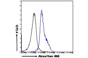 (ABIN185607) Flow cytometric analysis of paraformaldehyde fixed Jurkat cells (blue line), permeabilized with 0.