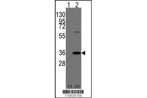 Western blot analysis of PHB2 using rabbit polyclonal PHB2 Antibody (Human C-term) using 293 cell lysates (2 ug/lane) either nontransfected (Lane 1) or transiently transfected with the PHB2 gene (Lane 2). (Prohibitin 2 anticorps  (N-Term))