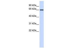 Western Blotting (WB) image for anti-Anti-Mullerian Hormone (AMH) antibody (ABIN2459731) (AMH anticorps)