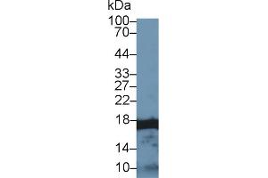 Western Blot; Sample: Human U2OS cell lysate; Primary Ab: 1µg/ml Rabbit Anti-Human HIST2H3A Antibody Second Ab: 0. (HIST2H3A anticorps  (AA 1-136))