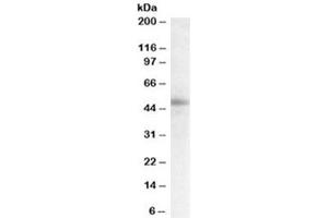 Western blot testing of human breast lysate with STAP2 antibody at 0. (STAP2 anticorps)