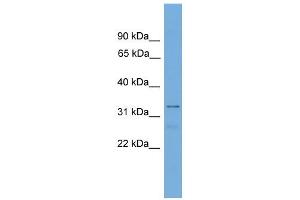 WB Suggested Anti-Tcea2 Antibody Titration:  0. (TCEA2 anticorps  (Middle Region))