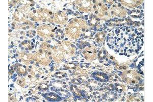 Image no. 1 for anti-Signal Recognition Particle 14kDa (Homologous Alu RNA Binding Protein) (SRP14) (AA 38-87) antibody (ABIN202027)