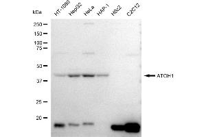 Western blotting analysis using ATOH1 antibody (ABIN7797678).