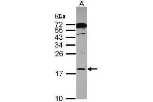 WB Image Sample (30 ug of whole cell lysate) A: A431 , 12% SDS PAGE antibody diluted at 1:1000 (POLR2H anticorps  (Center))