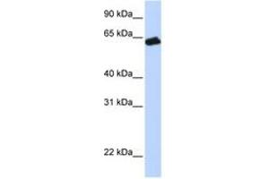 Image no. 1 for anti-Growth Hormone Receptor (GHR) (AA 36-85) antibody (ABIN6743242) (Growth Hormone Receptor anticorps  (AA 36-85))