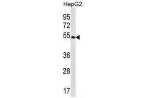 MGAT4C Antibody (C-term) western blot analysis in HepG2 cell line lysates (35µg/lane). (MGAT4C anticorps  (C-Term))