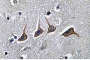 Immunohistochemistry analyzes of SLC22A6 / OAT1 Antibody in paraffin-embedded human brain tissue. (SLC22A6 anticorps)
