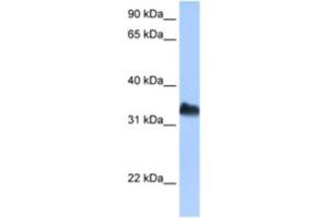 Western Blotting (WB) image for anti-Dead End Homolog 1 (DND1) antibody (ABIN2462364) (DND1 anticorps)
