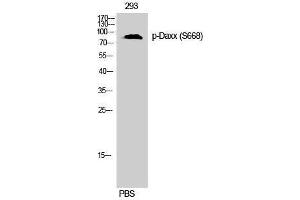Western Blotting (WB) image for anti-Death-Domain Associated Protein (DAXX) (pSer668) antibody (ABIN3182511) (DAXX anticorps  (pSer668))