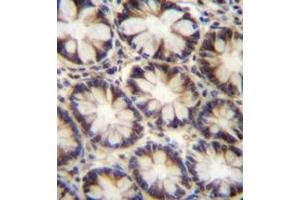 anti-Ligand of Numb-Protein X 2 (LNX2) (AA 550-579), (C-Term) antibody