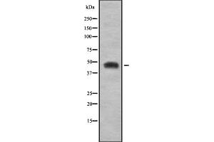 Western blot analysis SYT using HepG2 whole cell lysates (SS18 anticorps  (N-Term))