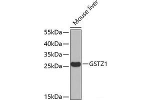 Western blot analysis of extracts of Mouse liver using GSTZ1 Polyclonal Antibody. (GSTZ1 anticorps)