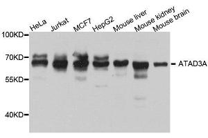 Western blot analysis of extracts of various cell lines, using ATAD3A antibody. (ATAD3A anticorps  (AA 1-240))