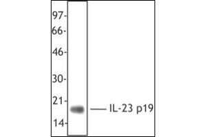 Western Blotting (WB) image for anti-Interleukin 23, alpha subunit p19 (IL23A) antibody (ABIN614363) (IL23A anticorps)