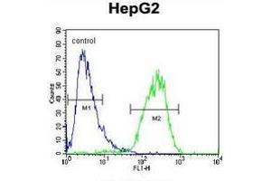 Flow cytometric analysis of HepG2 cells (right histogram) compared to a negative control cell (left histogram) using Cholinephosphotransferase 1  Antibody (N-term), followed byFITC-conjugated goat-anti-rabbit secondary antibodies.