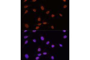 Immunofluorescence analysis of U-2 OS cells using SRSF7 antibody (ABIN7270548) at dilution of 1:100.