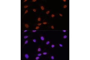 Immunofluorescence analysis of U-2 OS cells using SRSF7 antibody (ABIN7270548) at dilution of 1:100. (SFRS7 anticorps  (AA 60-120))