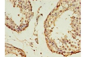 Immunohistochemistry of paraffin-embedded human testis tissue using ABIN7157832 at dilution of 1:100 (B3GNT5 anticorps  (AA 65-344))