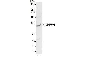 Western Blotting (WB) image for anti-Zinc Finger Protein 598 (ZNF598) (AA 375-425) antibody (ABIN7453019) (ZNF598 anticorps  (AA 375-425))