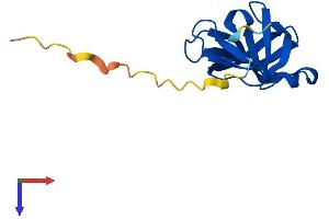 Yippee-Like 4 (YPEL4) (AA 1-127) protein (His tag)