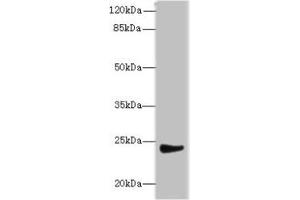 Western blot All lanes: MRPL22 antibody at 12 μg/mL + SH-SY5Y whole cell lysate Secondary Goat polyclonal to rabbit IgG at 1/10000 dilution Predicted band size: 24, 14, 15 kDa Observed band size: 24 kDa (MRPL22 anticorps  (AA 41-206))