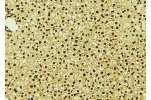ABIN6276988 at 1/100 staining Mouse liver tissue by IHC-P. (NR1I3 anticorps  (Internal Region))