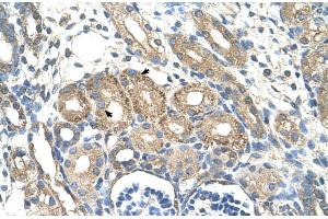 Human kidney (BSDC1 anticorps  (N-Term))