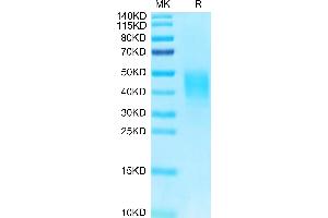 Biotinylated Human CLEC12A on Tris-Bis PAGE under reduced condition.