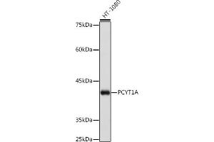 Western blot analysis of extracts of K-562 cells, using PCYT1A Rabbit mAb (ABIN7269275) at 1:1000 dilution. (PCYT1A anticorps)