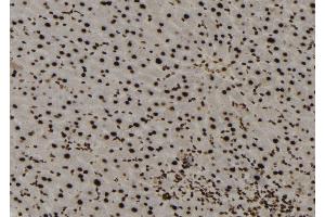 ABIN6273137 at 1/100 staining Mouse liver tissue by IHC-P.
