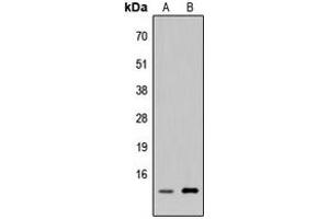 Western blot analysis of p311 expression in HEK293T (A), H9C2 (B) whole cell lysates.
