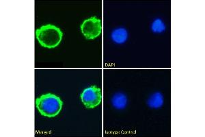anti-LeY antibody