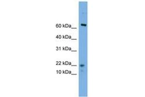 Image no. 1 for anti-Yippee-Like 5 (YPEL5) (N-Term) antibody (ABIN6745622)