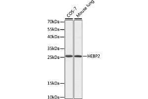 Western blot analysis of extracts of various cell lines, using HEBP2 antibody (ABIN7267604) at 1:1000 dilution.