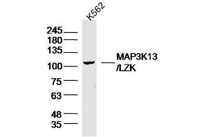 K562 lysates probed with MAP3K13 Polyclonal Antibody, Unconjugated  at 1:300 overnight at 4˚C. (MAP3K13 anticorps  (AA 801-900))