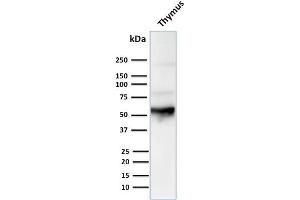 Western Blot Analysis of human Thymus tissue lysate using Cytokeratin 10 Mouse Monoclonal Antibody (LH2).
