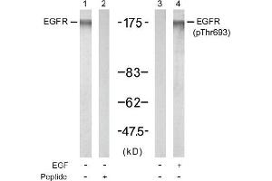 Image no. 1 for anti-Epidermal Growth Factor Receptor (EGFR) (pThr693) antibody (ABIN196927) (EGFR anticorps  (pThr693))
